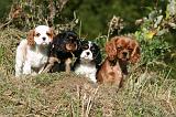 CAVALIER KING CHARLES 689